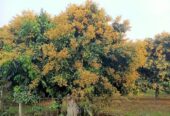 লিচুর কলম