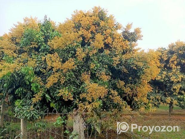 লিচুর কলম