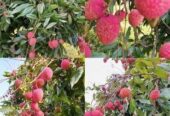 লিচুর কলম