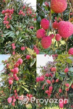 লিচুর কলম