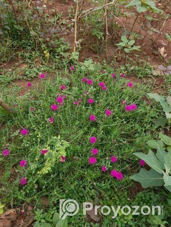 ঘাসফুল ডাল বিক্রি হবে