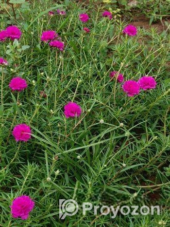 ঘাসফুল ডাল বিক্রি হবে