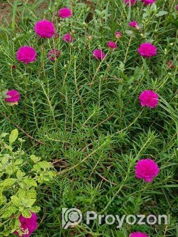 ঘাসফুল ডাল বিক্রি হবে