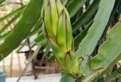 ড্রাগন গাছ বিক্রি হবে
