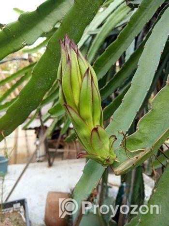ড্রাগন গাছ বিক্রি হবে