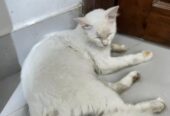 Parshian Cat