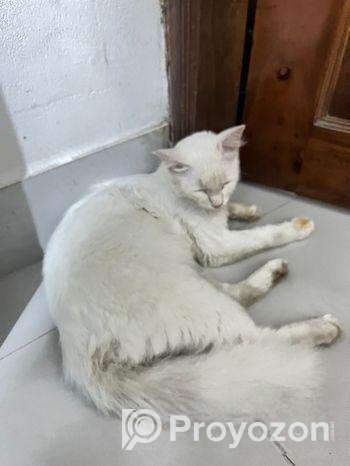 Parshian Cat