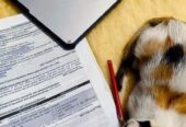 Cute Cat Sell Post