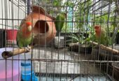 Lovebirds For Sale