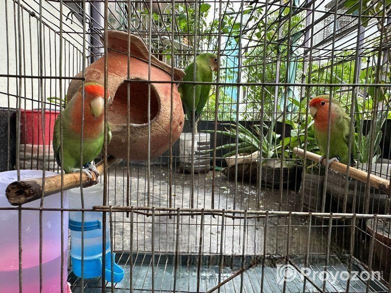 Lovebirds For Sale