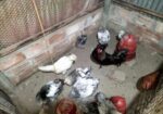 বিদেশি কিছু রানিং মুরগি সেল হবে