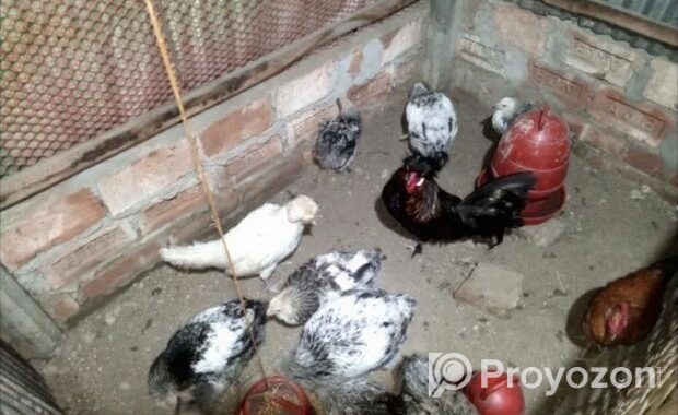 বিদেশি কিছু রানিং মুরগি সেল হবে