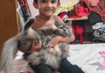 পার্সিয়ান বিড়াল ফিমেল