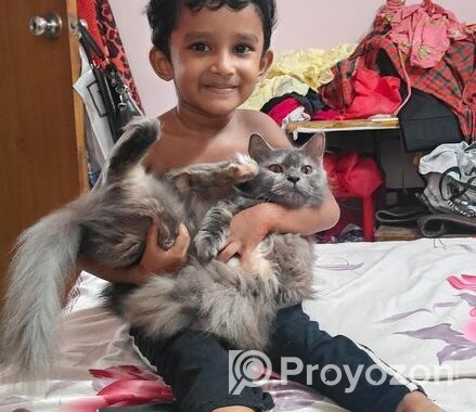 পার্সিয়ান বিড়াল ফিমেল