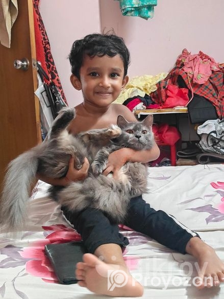 পার্সিয়ান বিড়াল ফিমেল