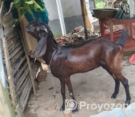 ছাগল বিক্রি করা হবে