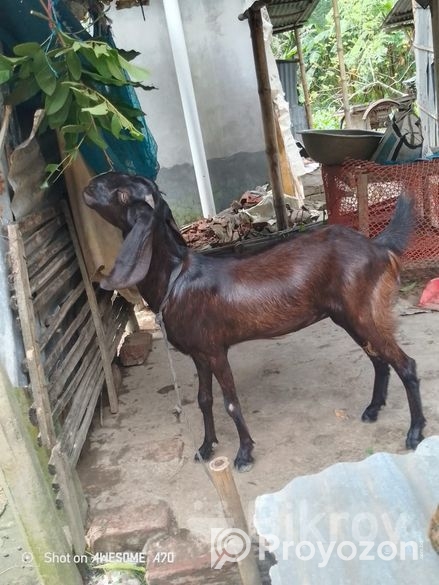 ছাগল বিক্রি করা হবে