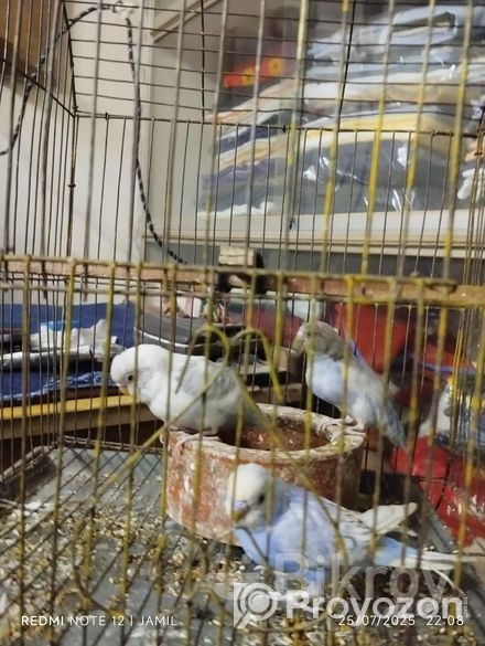 বাজিগর পাখি বিক্রি হবে ।