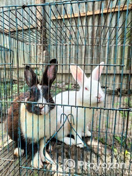 Rabbit for sell