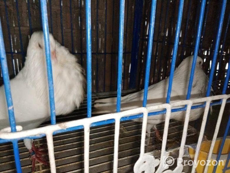 কিছু ফেন্সি কবুতর বিক্রি হবে