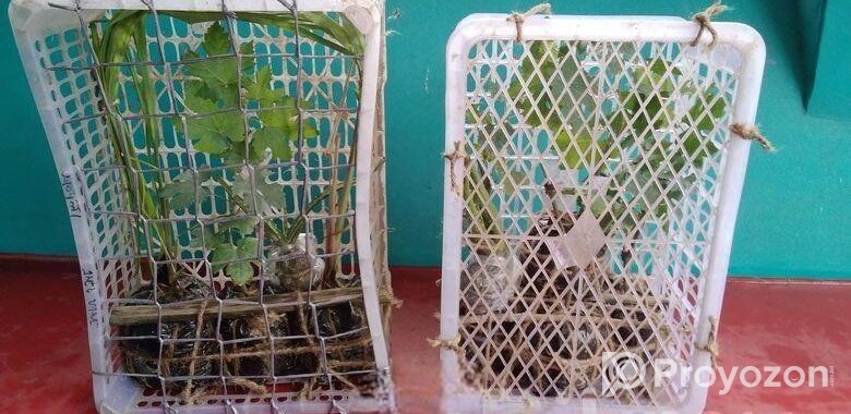 মিষ্টি আঙুর চারা