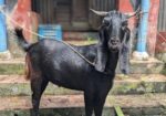 দেশি ছাগল
