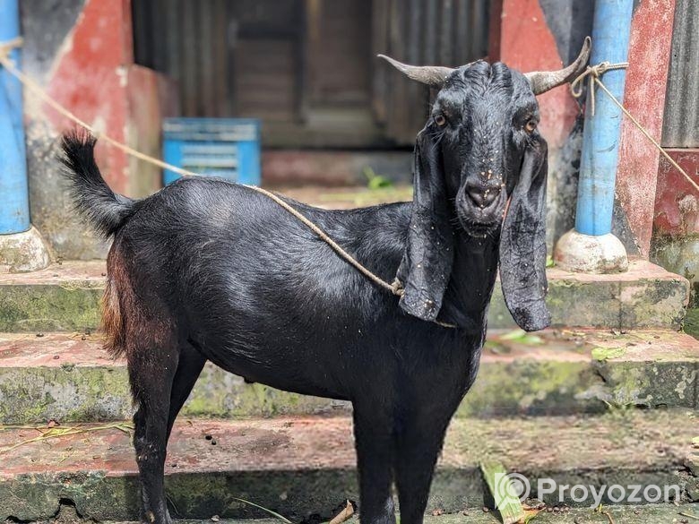 দেশি ছাগল