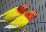 100% breeding pair lutino opaline fisher