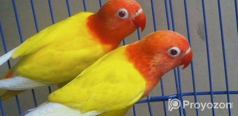 100% breeding pair lutino opaline fisher