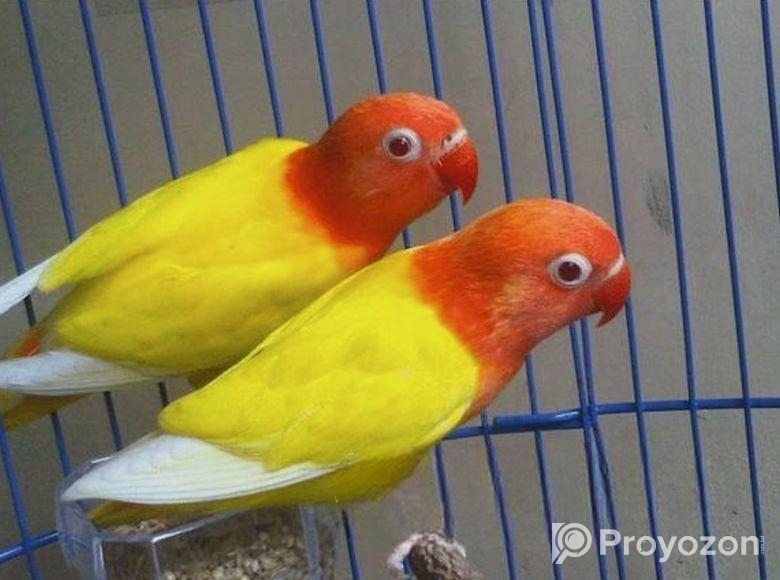100% breeding pair lutino opaline fisher