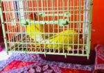 Pineapple Conure , Love Bird, Cockatiel