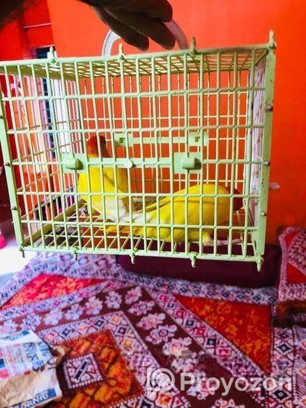 Pineapple Conure , Love Bird, Cockatiel