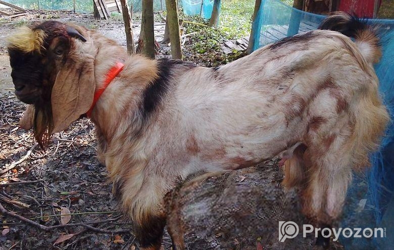 পাঠা ছাগল বিক্রয়