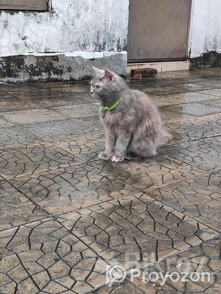 পার্সিয়ান বিড়াল ফিমেল