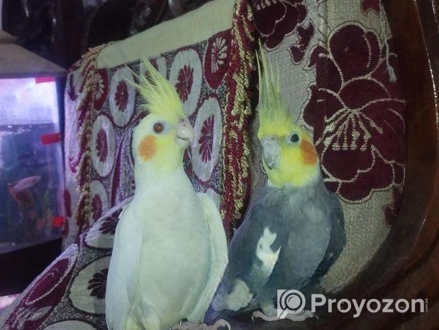 cokatel Pakhi sale