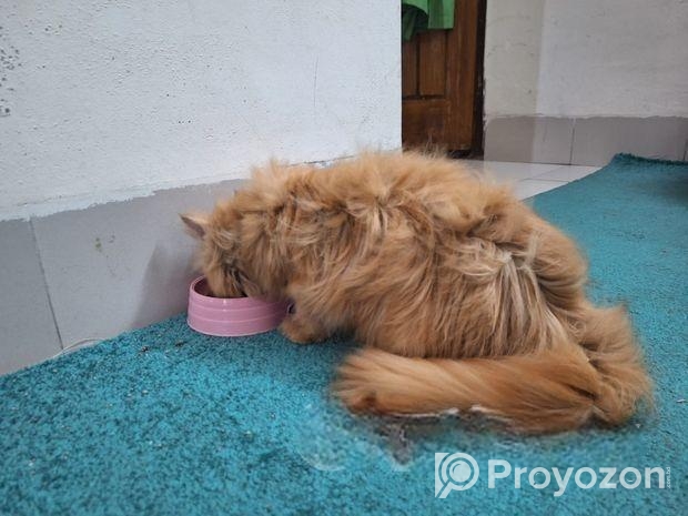 Persian Female Cat
