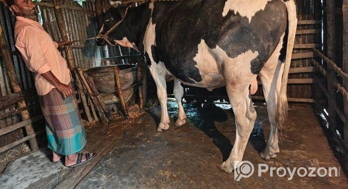 ৫ ফুট ষাড় বিক্রি হবে