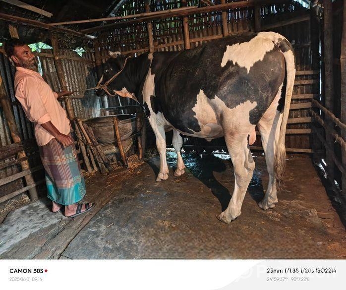 ৫ ফুট ষাড় বিক্রি হবে