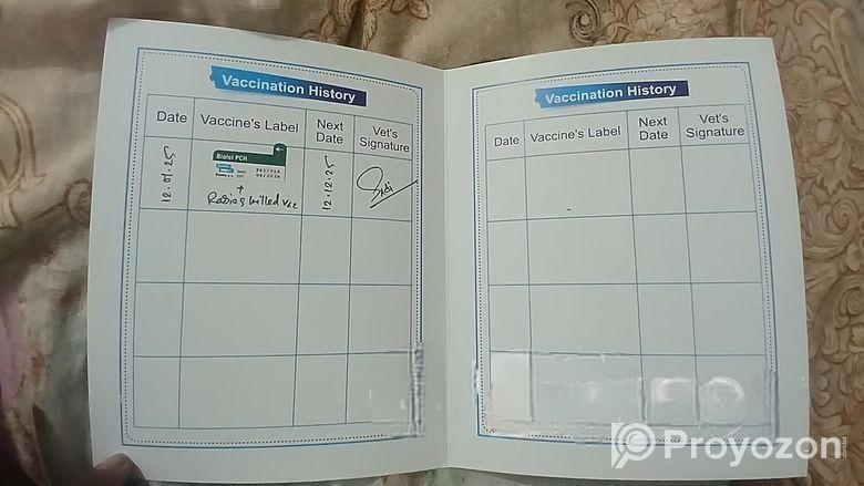 পার্সিয়ার Adult বিড়াল