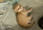 full persian cat