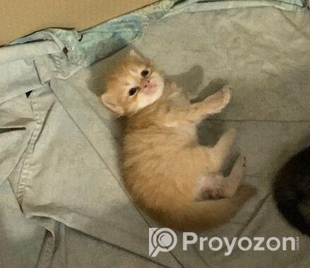 full persian cat