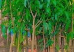 আম গাছের মাতৃ কলম চারা