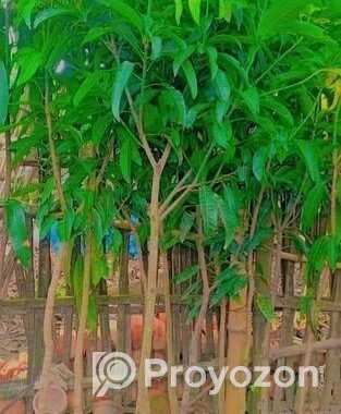 আম গাছের মাতৃ কলম চারা