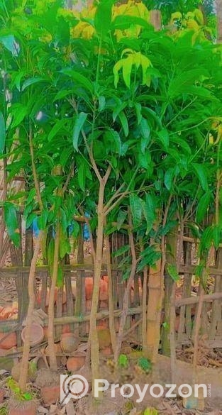 আম গাছের মাতৃ কলম চারা