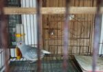 Diamond Dove (ডায়মন্ড ঘুঘু)