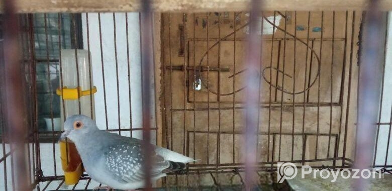 Diamond Dove (ডায়মন্ড ঘুঘু)