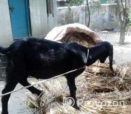 ছাগল বিক্রি