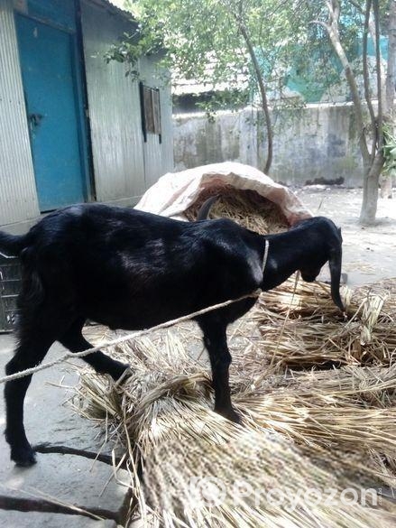ছাগল বিক্রি