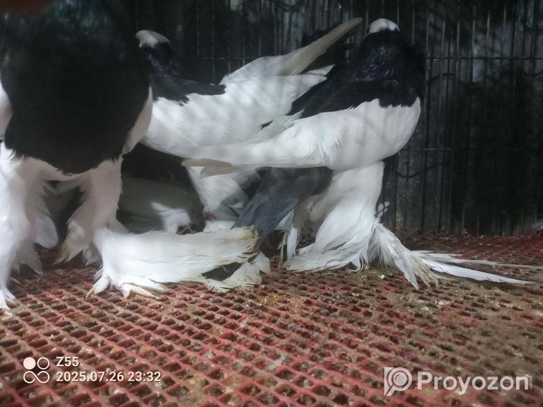 ফেন্ছি কবুতর