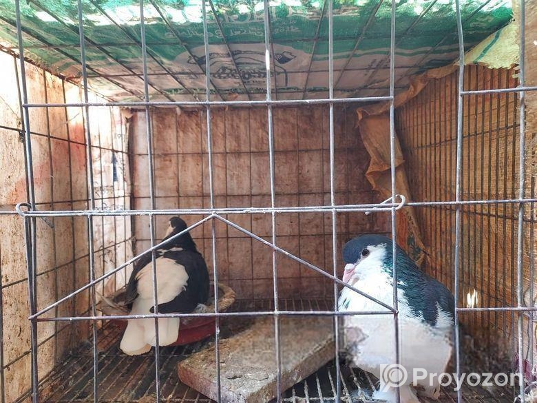 কবুতর হাত বদল করা হবে